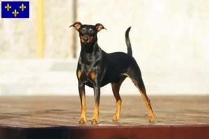 Read more about the article German Pinscher breeder and puppies in Île-de-France