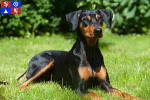 Read more about the article German Pinscher breeder and puppies in Liberec