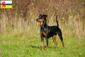 Read more about the article German Pinscher breeder and puppies in Limburg