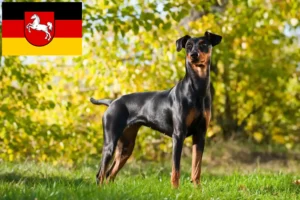 Read more about the article German Pinscher breeders and puppies in Lower Saxony