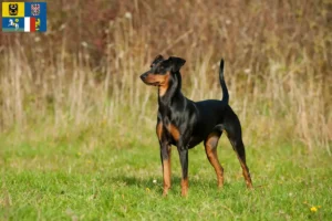 Read more about the article German Pinscher breeder and puppies in Moravia-Silesia