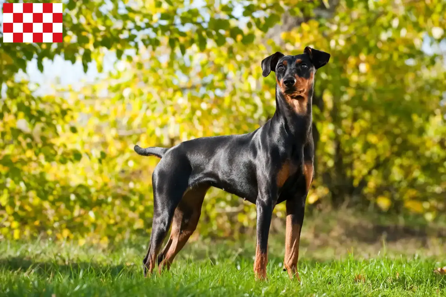 Read more about the article German Pinscher breeder and puppies in North Brabant