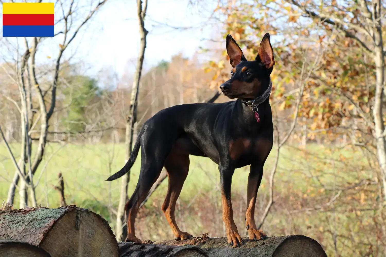 Read more about the article German Pinscher breeder and puppies in North Holland