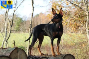 Read more about the article German Pinscher breeder and puppies in Olomouc