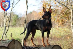 Read more about the article German Pinscher breeder and puppies in Pays de la Loire