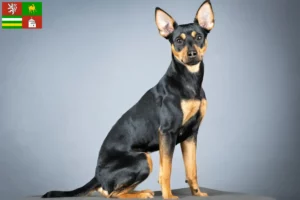 Read more about the article German Pinscher breeder and puppies in Pilsen