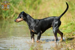 Read more about the article German Pinscher breeder and puppies in Prague