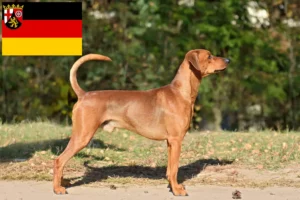 Read more about the article German Pinscher breeders and puppies in Rhineland-Palatinate