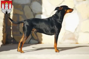 Read more about the article German Pinscher breeder and puppies in Salzburg