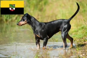 Read more about the article German Pinscher breeders and puppies in Saxony-Anhalt