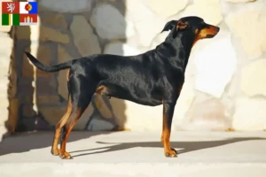 Read more about the article German Pinscher breeder and puppies in South Bohemia