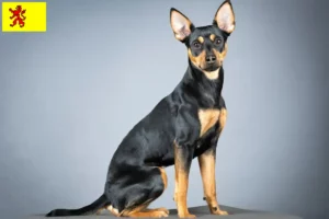 Read more about the article German Pinscher breeder and puppies in South Holland