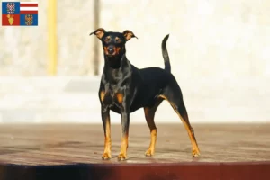 Read more about the article German Pinscher breeder and puppies in South Moravia