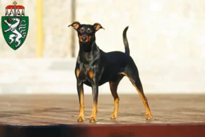 Read more about the article German Pinscher breeders and puppies in Styria