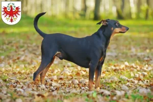 Read more about the article German Pinscher breeders and puppies in Tyrol
