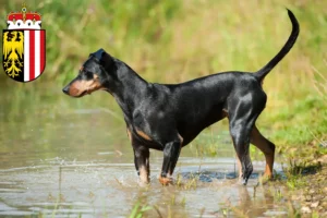 Read more about the article German Pinscher breeders and puppies in Upper Austria