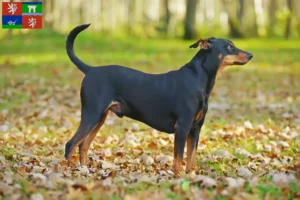 Read more about the article German Pinscher breeder and puppies in Ústí