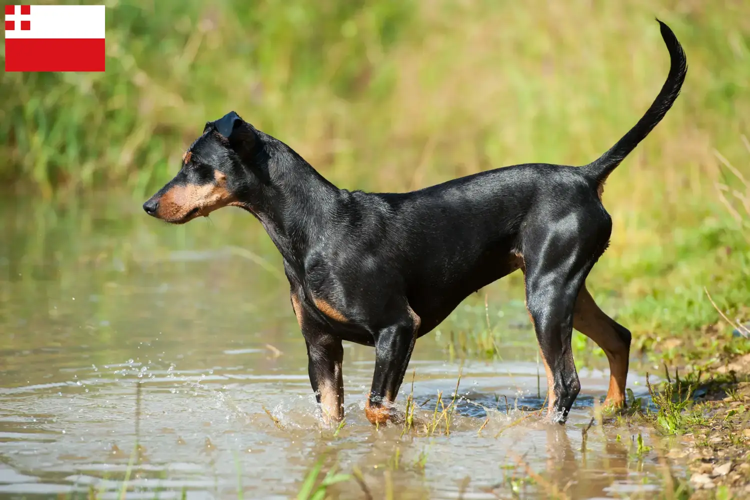 Read more about the article German Pinscher breeder and puppies in Utrecht