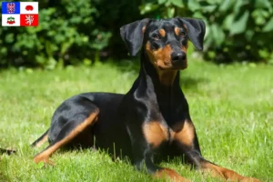 Read more about the article German Pinscher breeder and puppies in Vysočina