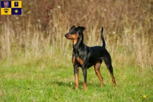 Read more about the article German Pinscher breeder and puppies in Zlín