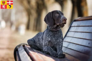 Read more about the article German Shorthair breeders and puppies in Auvergne-Rhône-Alpes