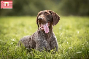 Read more about the article German Shorthair breeders and puppies in Bremen