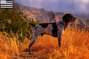 Read more about the article German Shorthair breeders and puppies in Brittany