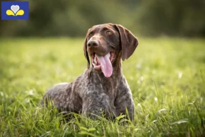 Read more about the article German Shorthair breeders and puppies in Brussels-Capital Region