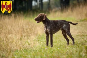 Read more about the article German Shorthair breeders and puppies in Burgenland