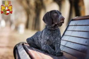 Read more about the article German Shorthair breeders and puppies in Carinthia