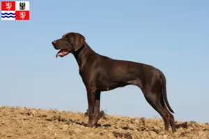 Read more about the article German Shorthair breeders and puppies in Central Bohemia