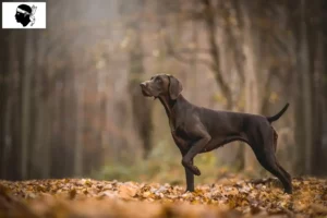 Read more about the article German Shorthair breeders and puppies in Corsica