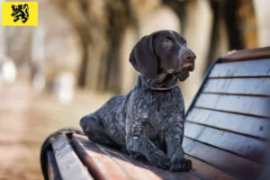 Read more about the article German Shorthair breeders and puppies in Flanders