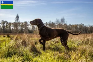 Read more about the article German Shorthair breeders and puppies in Flevoland