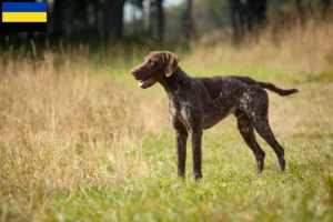 Read more about the article German Shorthair breeders and puppies in Gelderland