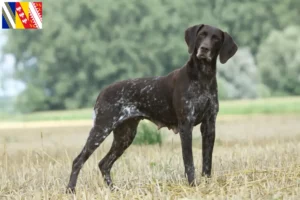 Read more about the article German Shorthair breeders and puppies in Grand Est