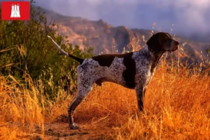 Read more about the article German Shorthair breeders and puppies in Hamburg