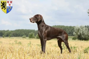 Read more about the article German Shorthair breeders and puppies in Hauts-de-France