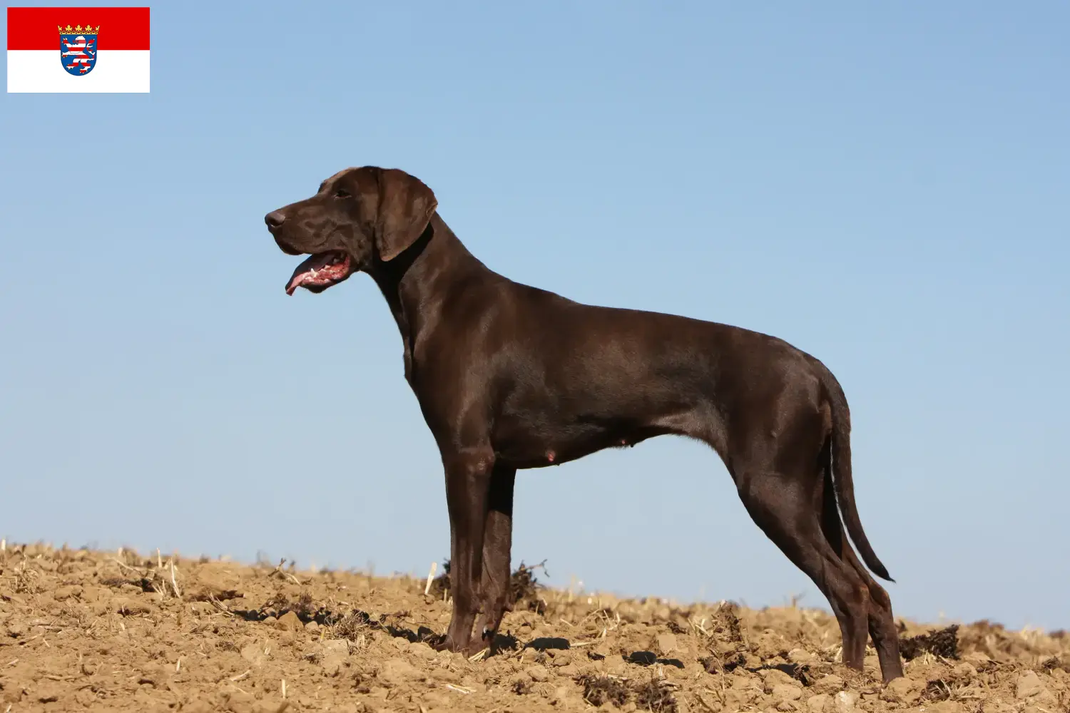 Read more about the article German Shorthair breeders and puppies in Hessen