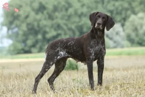 Read more about the article German Shorthair breeders and puppies in Hovedstaden