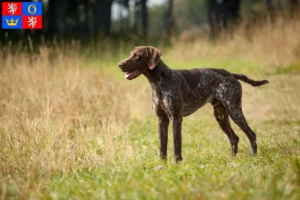 Read more about the article German Shorthair breeders and puppies in Hradec Králové