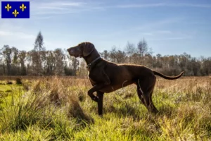 Read more about the article German Shorthair breeders and puppies in Île-de-France