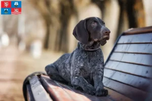 Read more about the article German Shorthair breeders and puppies in Karlsbad