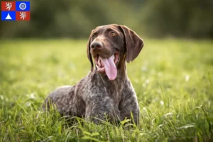 Read more about the article German Shorthair breeders and puppies in Liberec