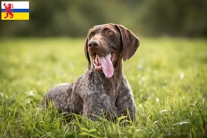 Read more about the article German Shorthair breeders and puppies in Limburg