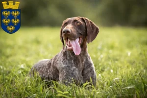 Read more about the article German Shorthair breeders and puppies in Lower Austria