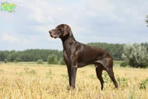 Read more about the article German Shorthair breeders and puppies in Midtjylland