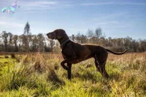 Read more about the article German Shorthair breeders and puppies in Nordjylland