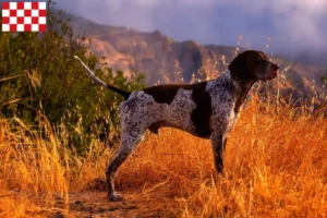 Read more about the article German Shorthair breeders and puppies in North Brabant