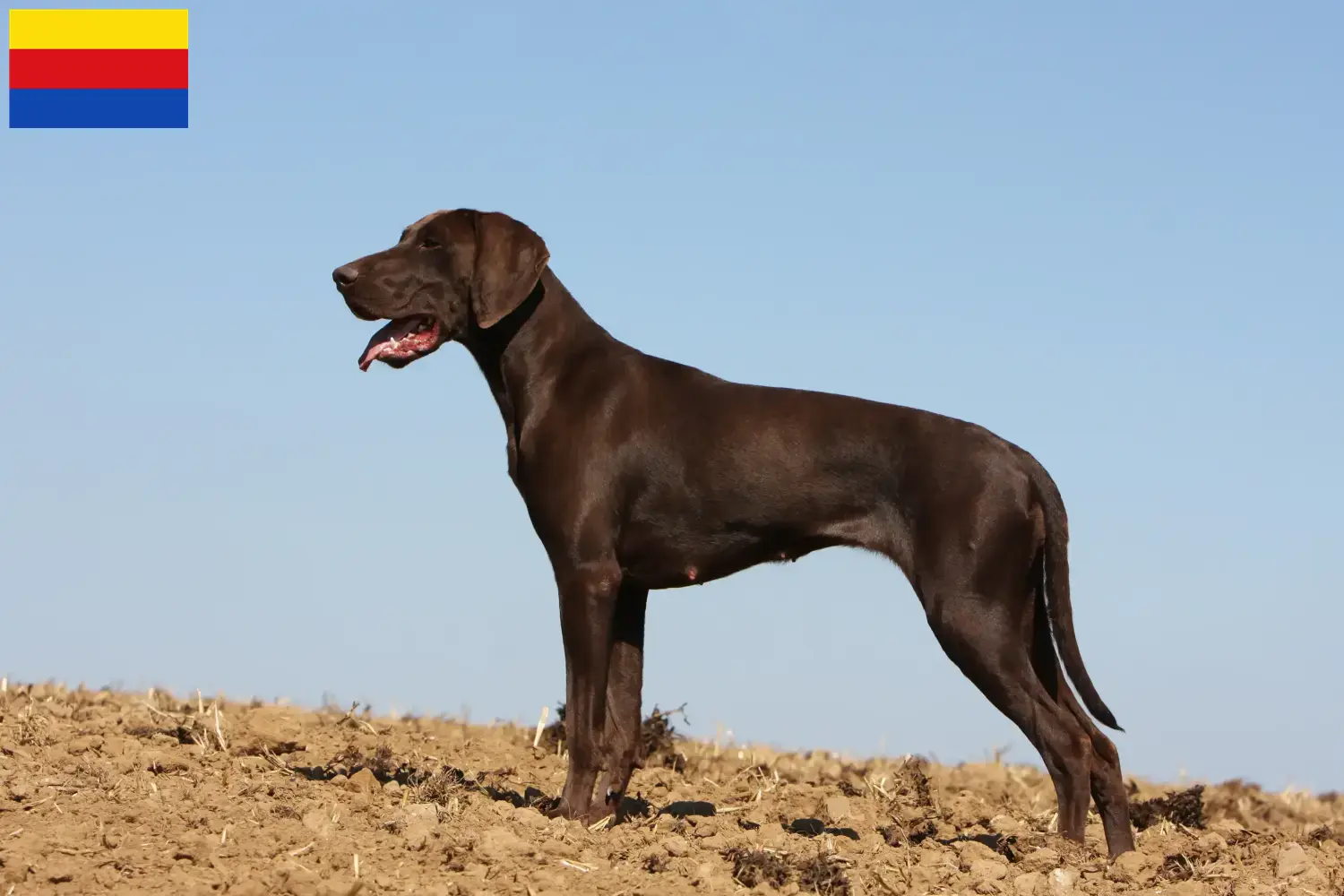 Read more about the article German Shorthair breeders and puppies in North Holland